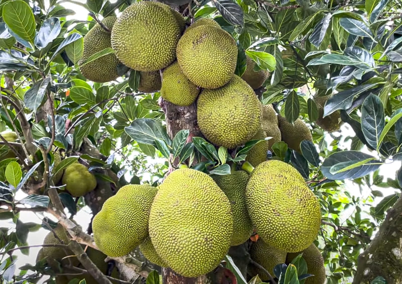 Jackfruit