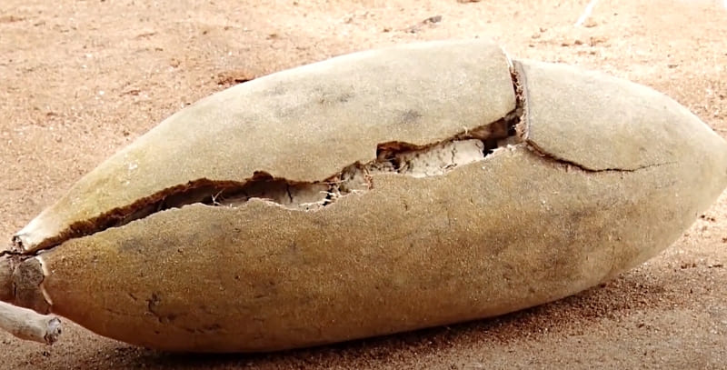 baobab fruit