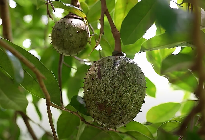 Soursop guanabana soursop apple